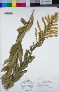 Solidago altissima image