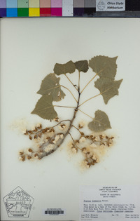 Populus fremontii image