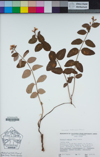 Apocynum androsaemifolium image