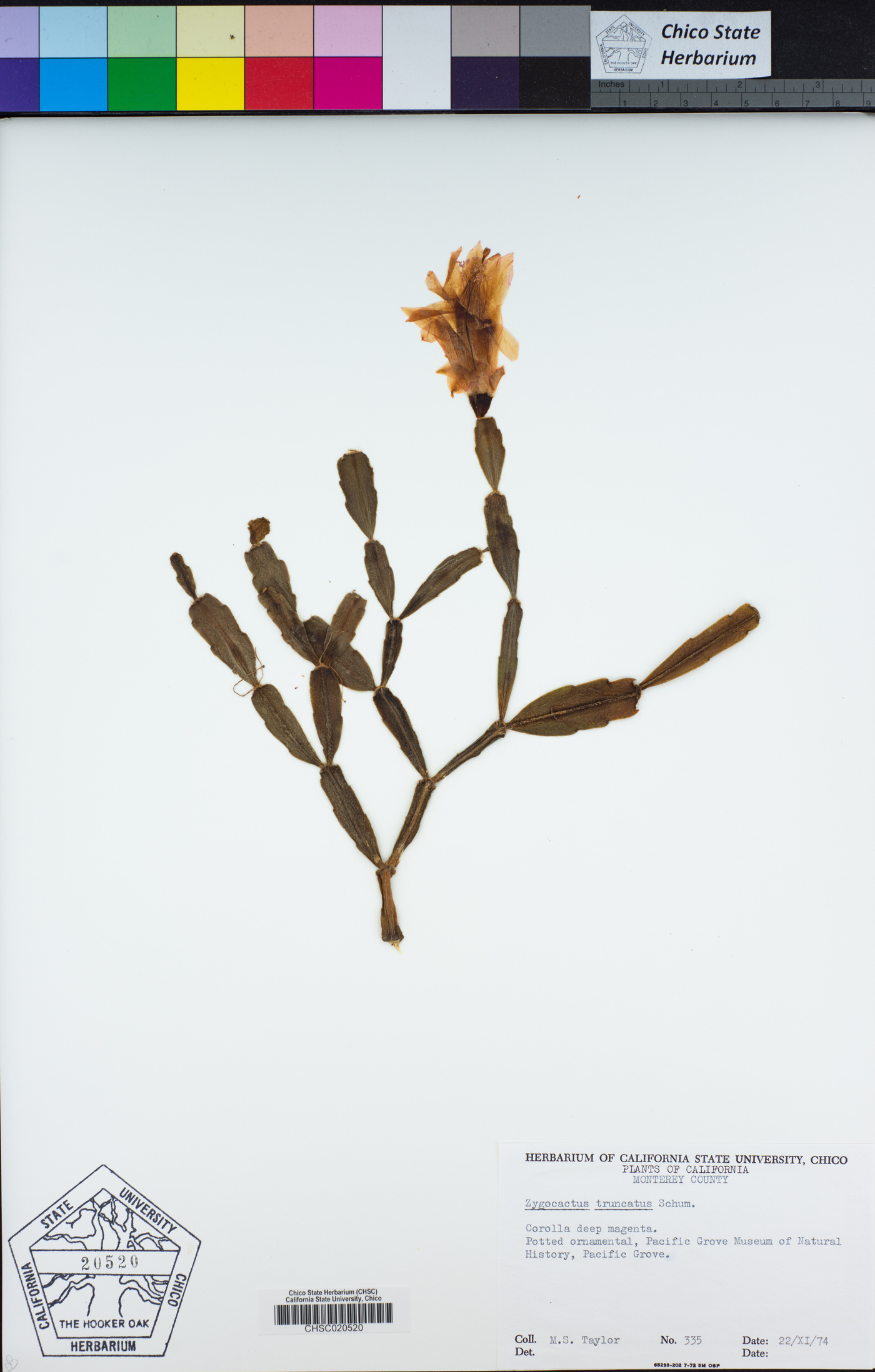 Schlumbergera truncata image