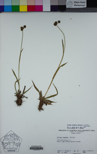 Scirpus diffusus image