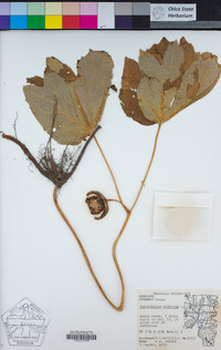 Podophyllum peltatum image