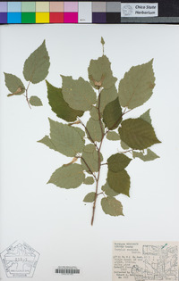 Corylus cornuta image