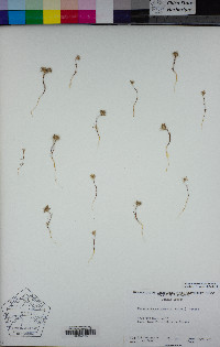 Navarretia divaricata image