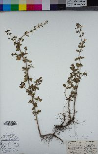 Clinopodium nepeta subsp. nepeta image