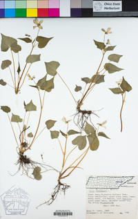 Viola canadensis image