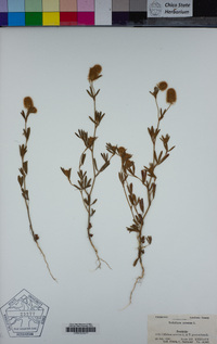 Trifolium arvense image