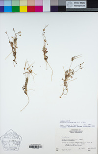 Erodium cicutarium image