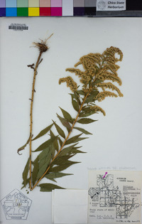 Solidago altissima image