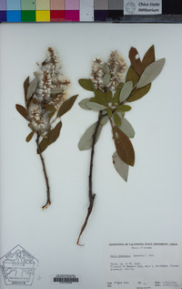Image of Salix alaxensis