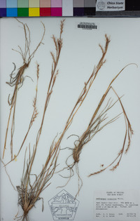 Schizachyrium scoparium image