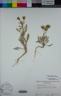 Chaenactis douglasii var. douglasii image