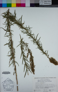 Artemisia dracunculus image