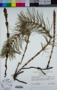 Equisetum telmateia subsp. braunii image