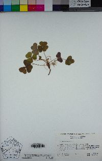 Oxalis oregana image