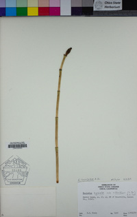 Equisetum laevigatum image