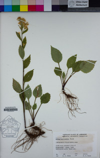 Image of Solidago macrophylla