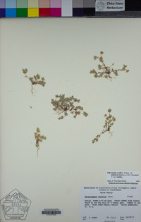 Psilocarphus chilensis image