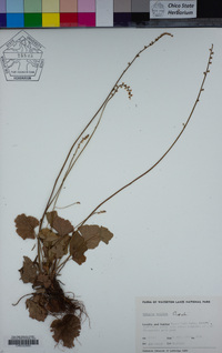 Ozomelis trifida image