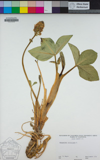 Menyanthes trifoliata image