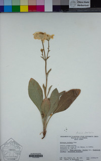 Arnica dealbata image