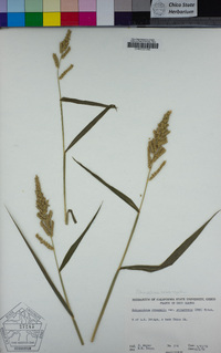 Echinochloa crus-galli image