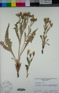 Crepis bakeri image