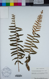 Polystichum acrostichoides image