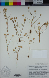 Limnanthes floccosa subsp. californica image