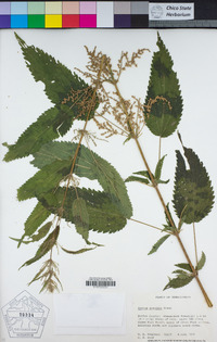 Urtica dioica image