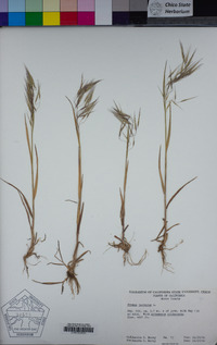 Bromus tectorum image