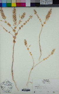 Lepidium perfoliatum image