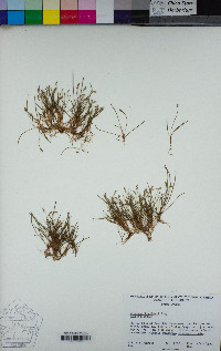 Plantago elongata image