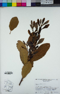 Quercus sadleriana image