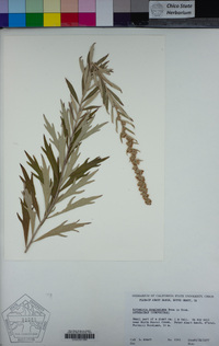 Artemisia douglasiana image