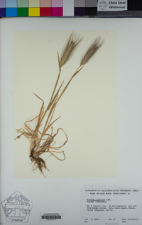 Hordeum murinum subsp. leporinum image