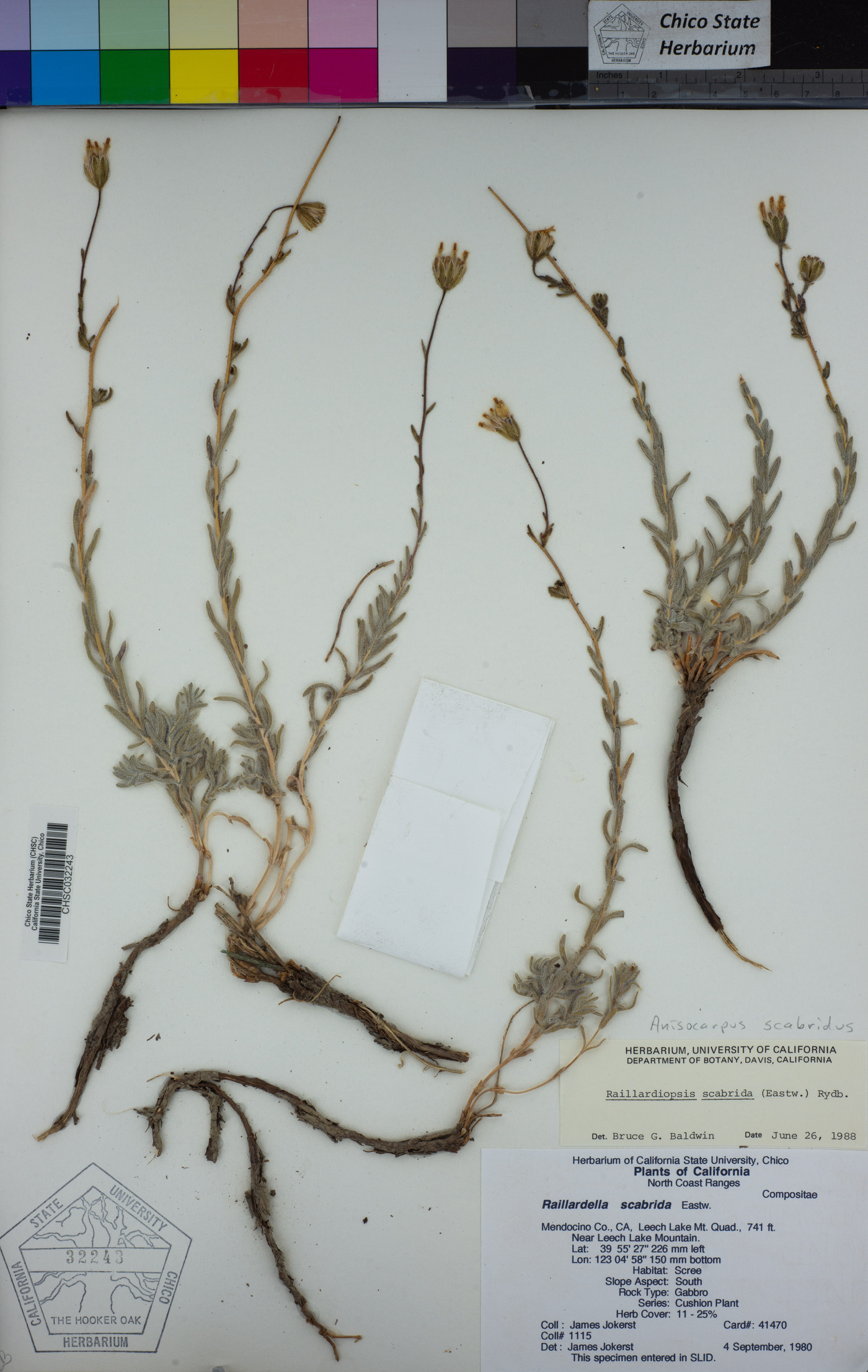 Anisocarpus scabridus image