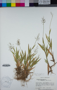 Panicum acuminatum var. lindheimeri image