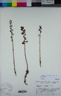 Pyrola picta image