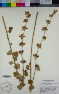 Malacothamnus fasciculatus var. fasciculatus image