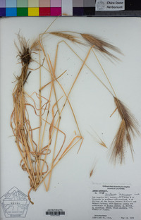 Hordeum murinum image