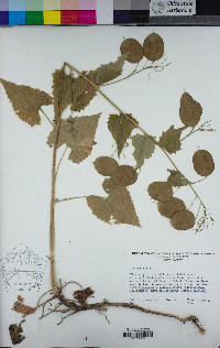 Lunaria annua image