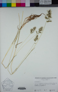 Poa bulbosa image