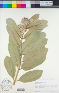 Asclepias eriocarpa image