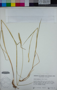 Setaria parviflora image