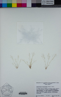 Muhlenbergia minutissima image