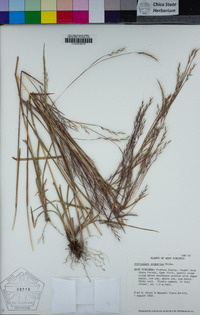 Schizachyrium scoparium image