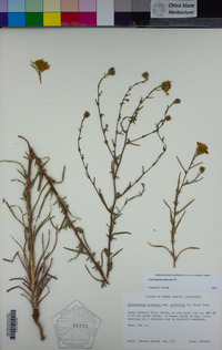 Calycadenia truncata image