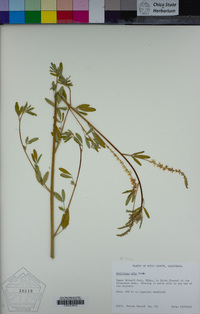 Melilotus albus image