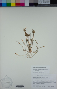 Claytonia parviflora image